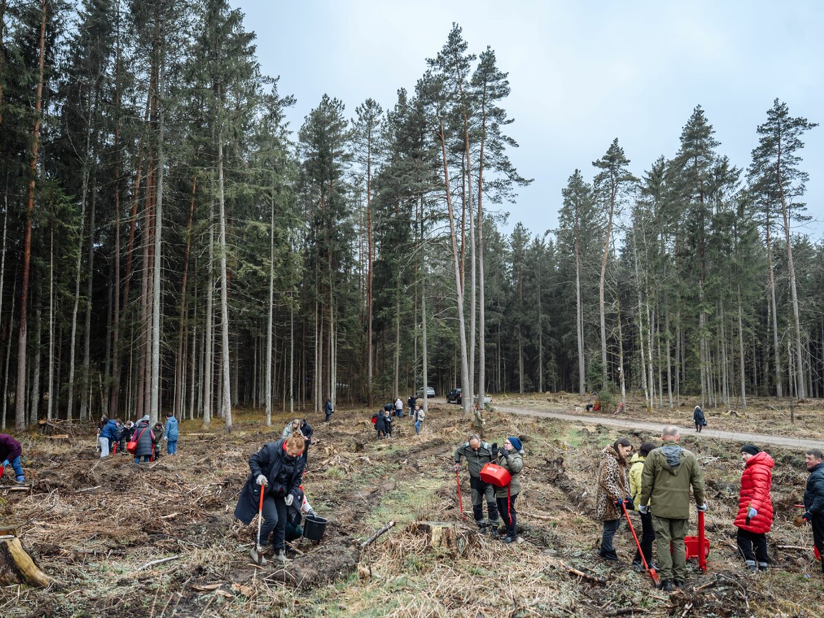 Per vieną dieną pasodintas rekordinis kiekis medžių: tokio masto akcijos dar nebuvo