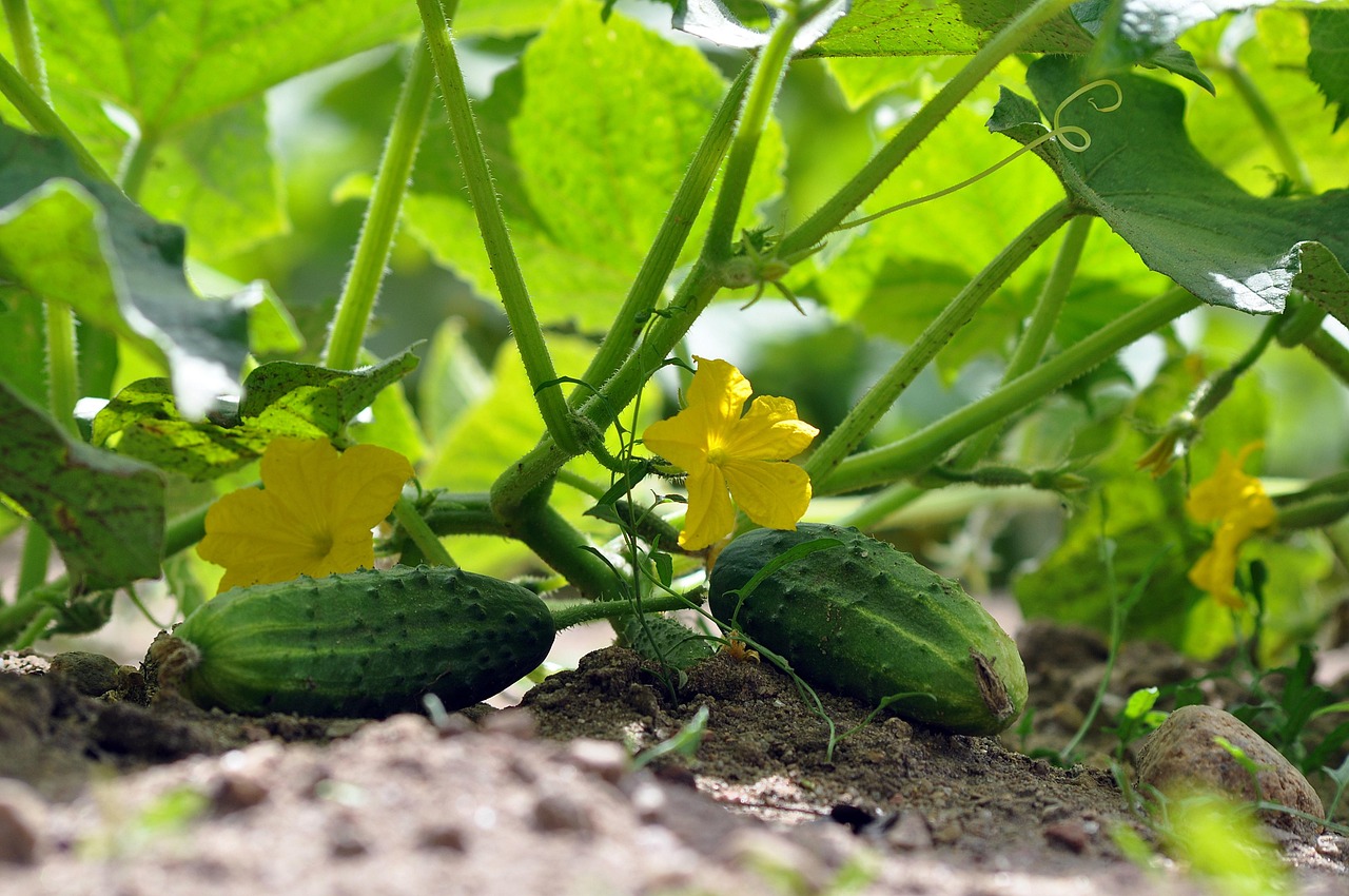 Agurkai derės kaip niekad: šis pigus trijų ingredientų derinys garantuoja gausų derlių