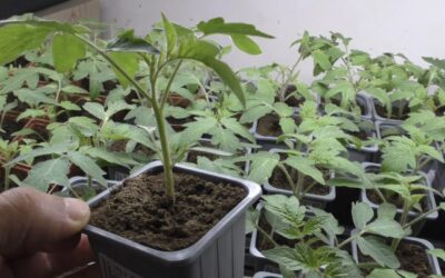 Sprendimas slypi viename paprastame žingsnyje: padarykite tai ir pomidorų derlius nustebins