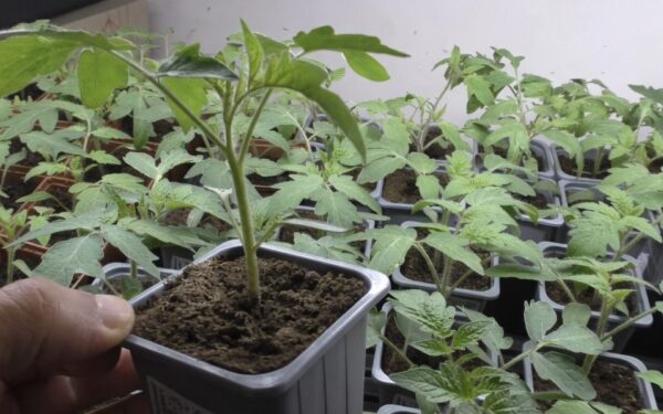 Sprendimas slypi viename paprastame žingsnyje: padarykite tai ir pomidorų derlius nustebins