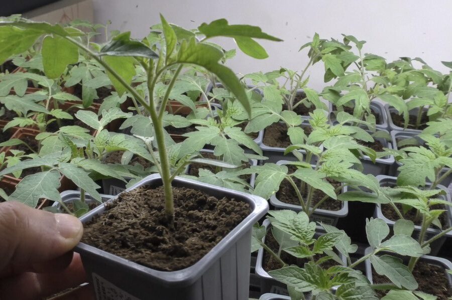 Sprendimas slypi viename paprastame žingsnyje: padarykite tai ir pomidorų derlius nustebins