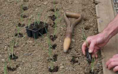 Svogūnai gali sugadinti būsimą derlių: štai kokių 3 daržovių po jų šiukštu nesodinkite