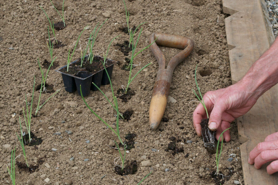 Svogūnai gali sugadinti būsimą derlių: štai kokių 3 daržovių po jų šiukštu nesodinkite