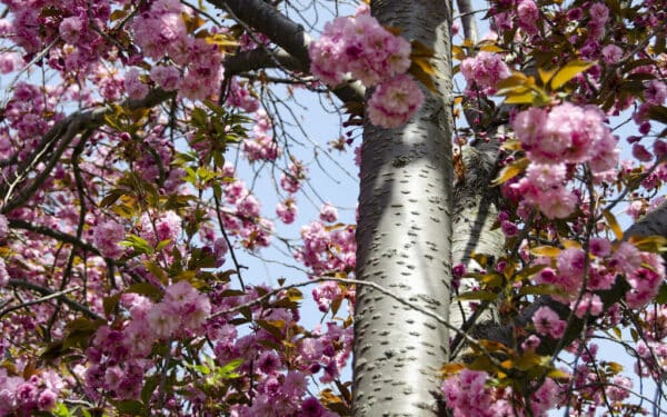 Kodėl kaimynų obelys neserga? Atskleista, kodėl po vaismedžiais būtina sodinti česnakus