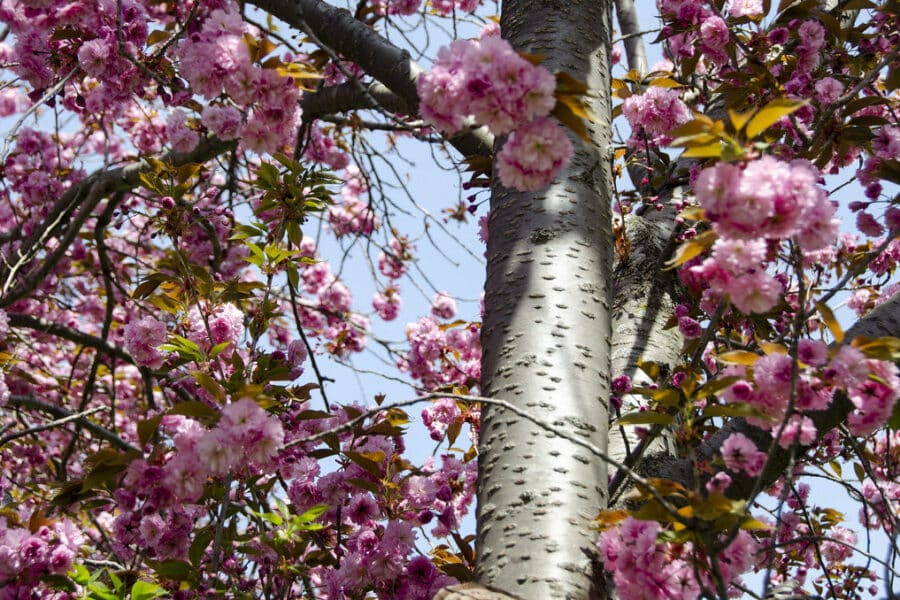 Kodėl kaimynų obelys neserga? Atskleista, kodėl po vaismedžiais būtina sodinti česnakus