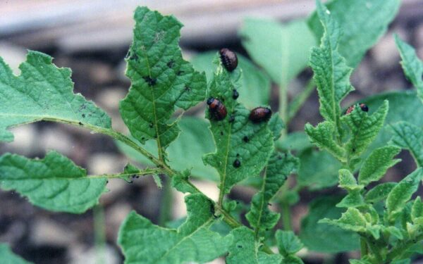 Kolorado vabalai į šią vietą nekelia kojos: atskleista, koks kaimynas bulves saugo geriau už nuodus