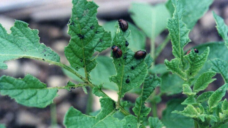 Kolorado vabalai į šią vietą nekelia kojos: atskleista, koks kaimynas bulves saugo geriau už nuodus