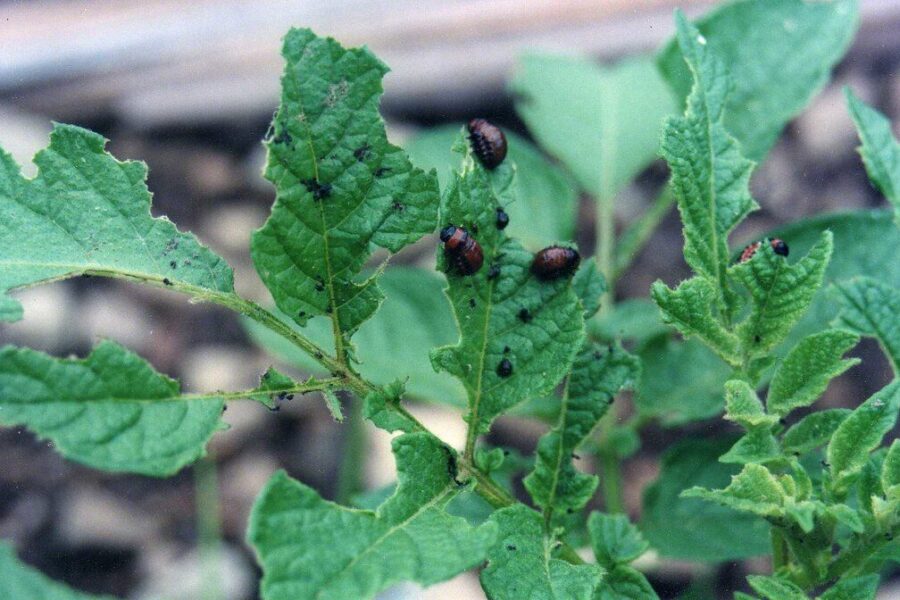 Kolorado vabalai į šią vietą nekelia kojos: atskleista, koks kaimynas bulves saugo geriau už nuodus