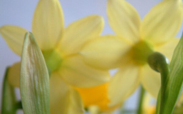 Panevėžys sužydo anksčiau nei tikėtasi: miestą jau puošia pirmieji žiedai