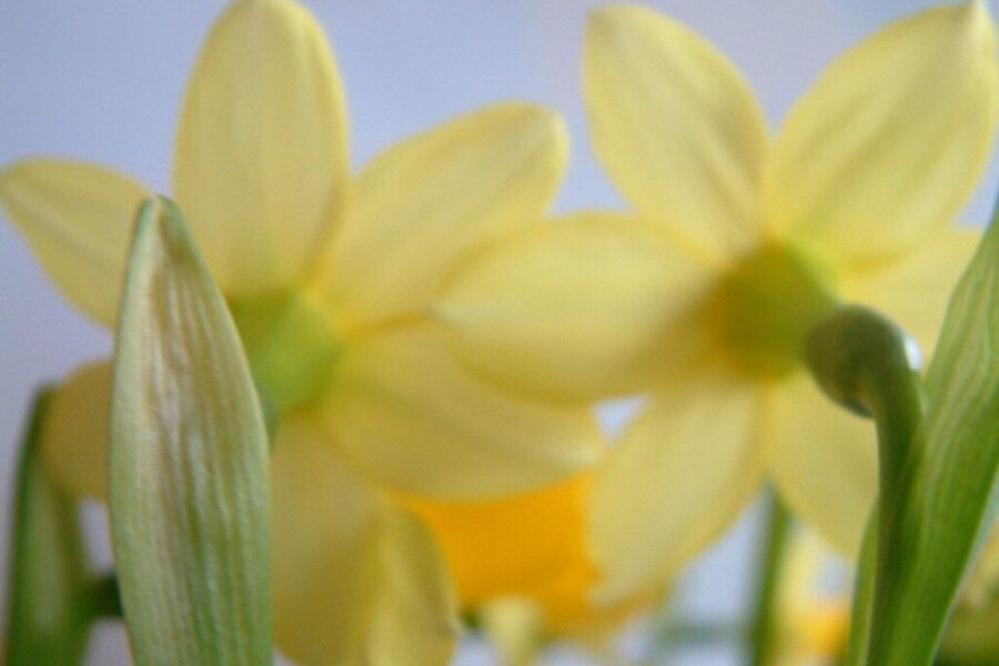 Panevėžys sužydo anksčiau nei tikėtasi: miestą jau puošia pirmieji žiedai