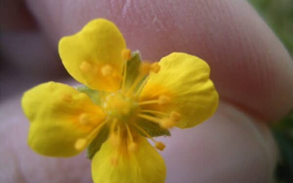 Galia slypi pelkėse: paprasta geltona gėlė gali įveikti net stipriausias bakterijas