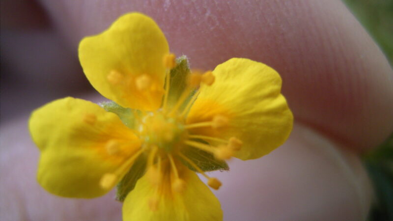 Galia slypi pelkėse: paprasta geltona gėlė gali įveikti net stipriausias bakterijas