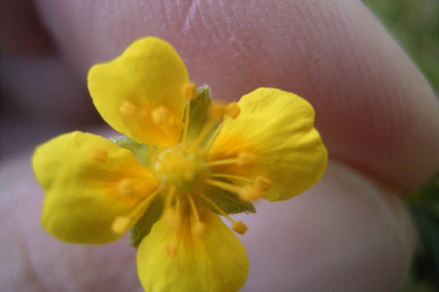 Galia slypi pelkėse: paprasta geltona gėlė gali įveikti net stipriausias bakterijas