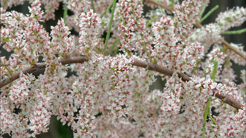 Jūsų sodas gali paskęsti rausvoje migloje: šis augalas per metus paauga metrą ir nevargina