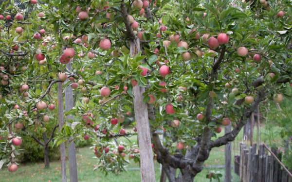 Pamirškite brangią chemiją: ši įkyri piktžolė yra geriausia dovana jūsų obelims pavasarį