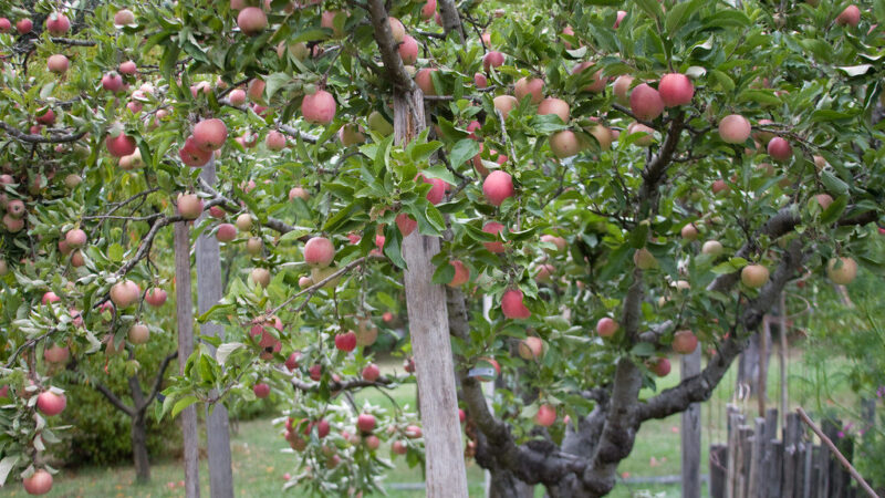 Pamirškite brangią chemiją: ši įkyri piktžolė yra geriausia dovana jūsų obelims pavasarį