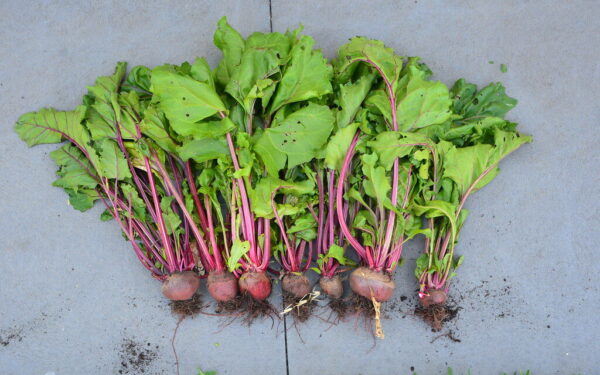 Burokėliai bus saldūs lyg cukrus: pigus triukas su produktu iš virtuvės