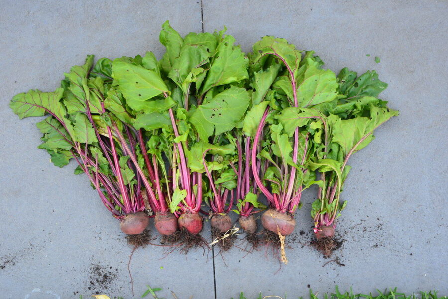 Burokėliai bus saldūs lyg cukrus: pigus triukas su produktu iš virtuvės