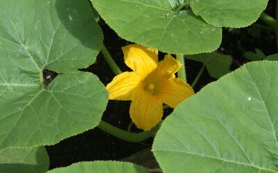 Agurkai prigis jau kitą dieną: ką įberti į duobutę, kad daigai nevystų ir negelstų?