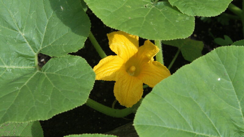 Agurkai prigis jau kitą dieną: ką įberti į duobutę, kad daigai nevystų ir negelstų?