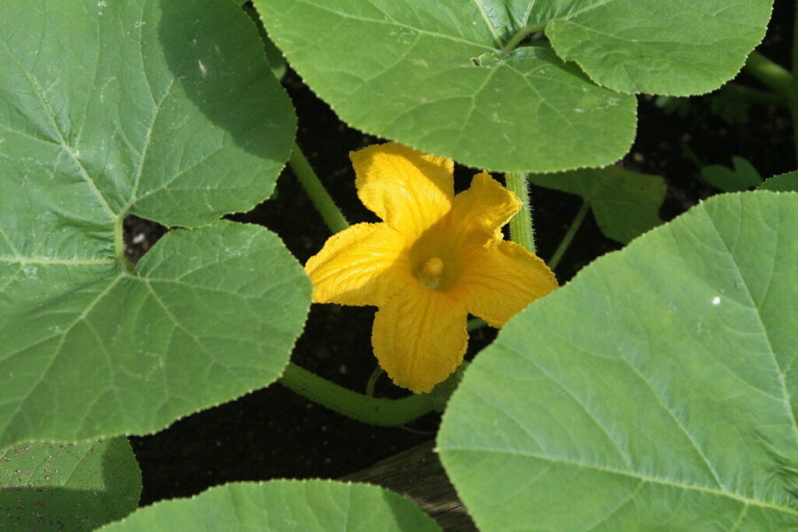 Agurkai prigis jau kitą dieną: ką įberti į duobutę, kad daigai nevystų ir negelstų?