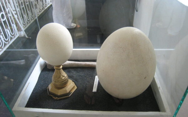 Prilygo 160 vištos kiaušinių: Madagaskare rastas milžiniškas radinys vis dar stebina pasaulį