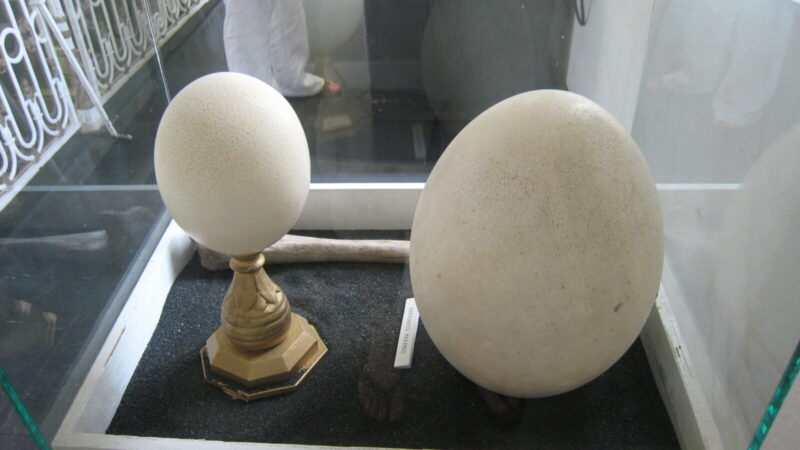 Prilygo 160 vištos kiaušinių: Madagaskare rastas milžiniškas radinys vis dar stebina pasaulį