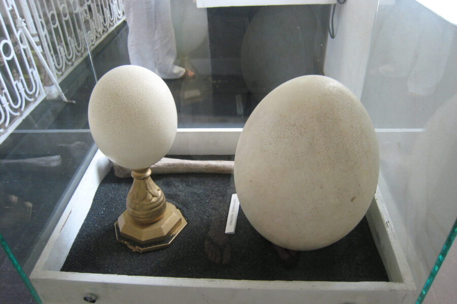 Prilygo 160 vištos kiaušinių: Madagaskare rastas milžiniškas radinys vis dar stebina pasaulį