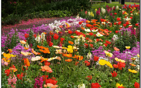 Svajoja apie gėlyną be vargo? Šios 7 gėlės žydi visą vasarą beveik be jokios priežiūros