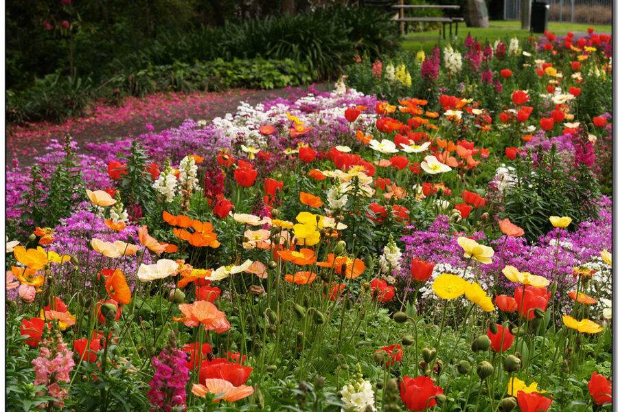 Svajoja apie gėlyną be vargo? Šios 7 gėlės žydi visą vasarą beveik be jokios priežiūros