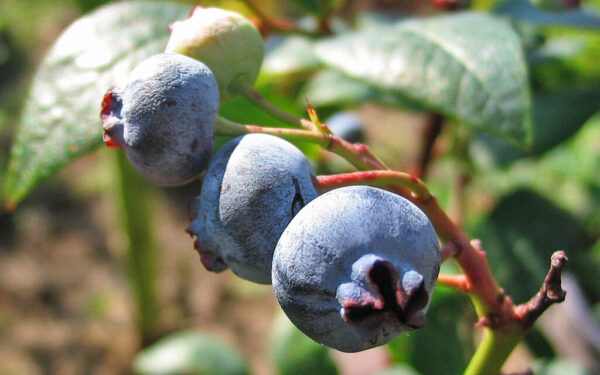 Šilauogių kaimynystė: ką sodinti šalia, kad uogos būtų didesnės, o krūmai sveikesni?