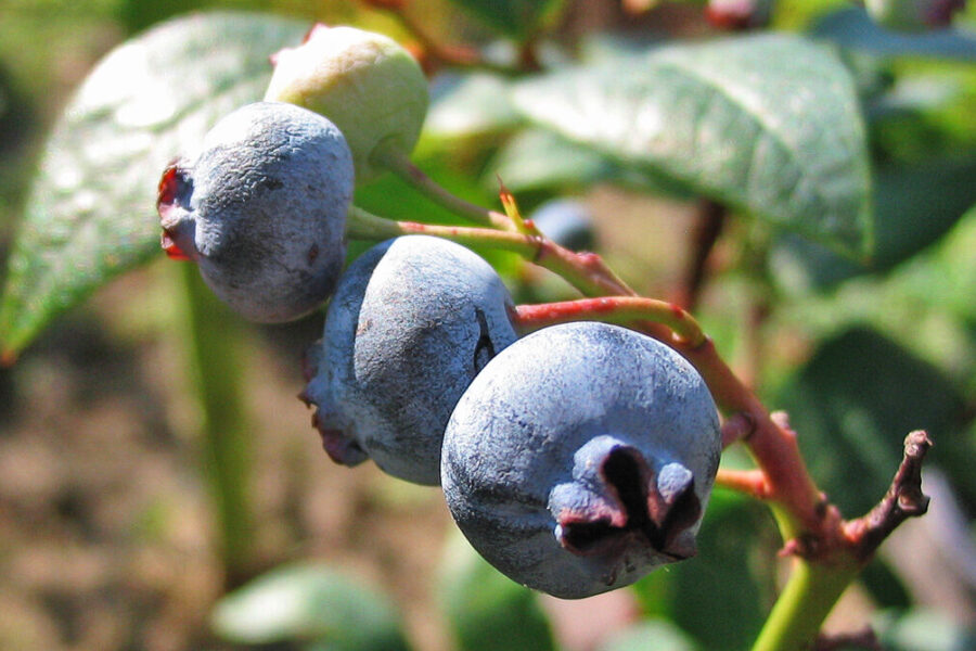 Šilauogių kaimynystė: ką sodinti šalia, kad uogos būtų didesnės, o krūmai sveikesni?