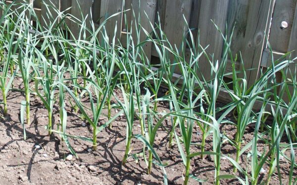 Česnakų laiškai nustojo žaliuoti? Agronomai įvardijo, kuo juos patręšti balandį dėl milžiniško derliaus