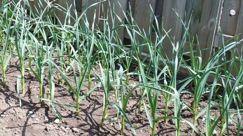 Česnakų laiškai nustojo žaliuoti? Agronomai įvardijo, kuo juos patręšti balandį dėl milžiniško derliaus