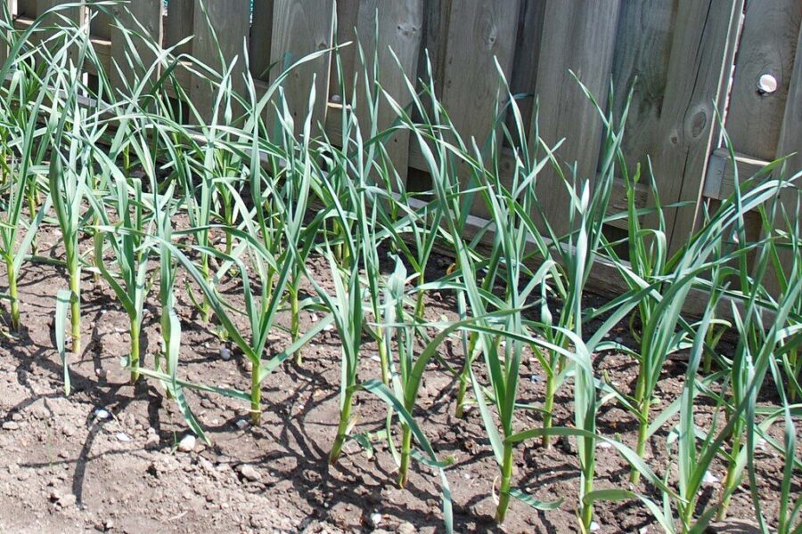 Česnakų laiškai nustojo žaliuoti? Agronomai įvardijo, kuo juos patręšti balandį dėl milžiniško derliaus