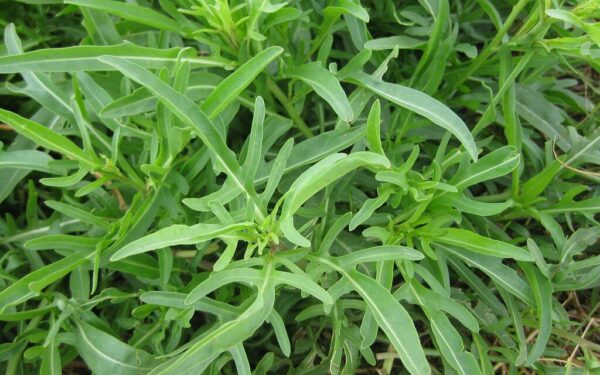 Vienmetė ar daugiametė? Sužinokite, kurią rukolos rūšį pasėjus darže nebereikės vargti kitąmet