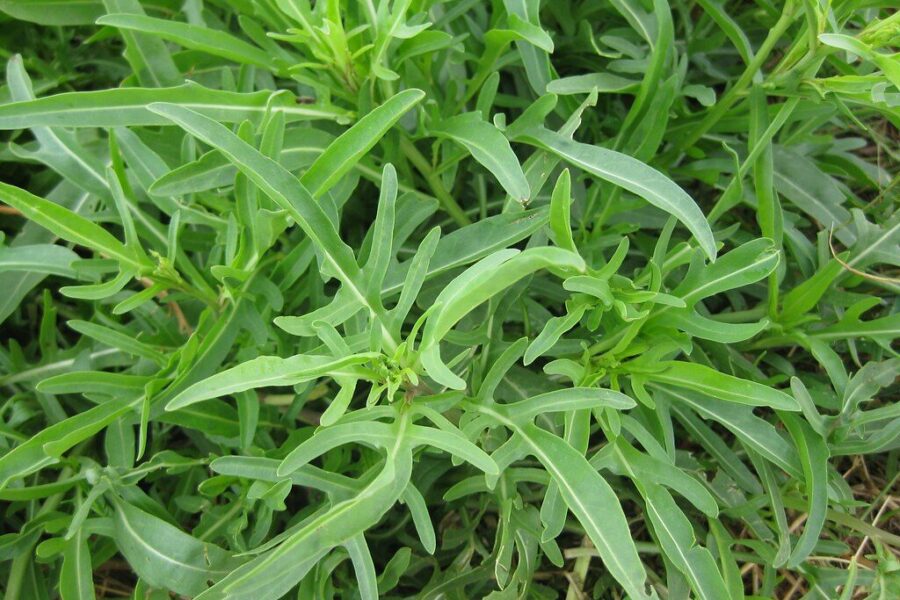 Vienmetė ar daugiametė? Sužinokite, kurią rukolos rūšį pasėjus darže nebereikės vargti kitąmet