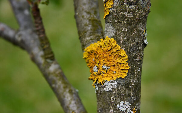 Obelys vėl kvėpuos: kaip paprastai ir greitai išnaikinti kerpes nuo vaismedžių?