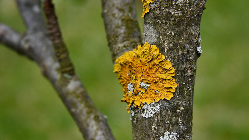 Obelys vėl kvėpuos: kaip paprastai ir greitai išnaikinti kerpes nuo vaismedžių?