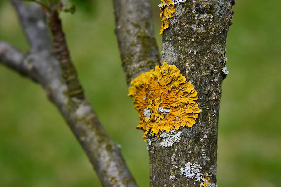Obelys vėl kvėpuos: kaip paprastai ir greitai išnaikinti kerpes nuo vaismedžių?