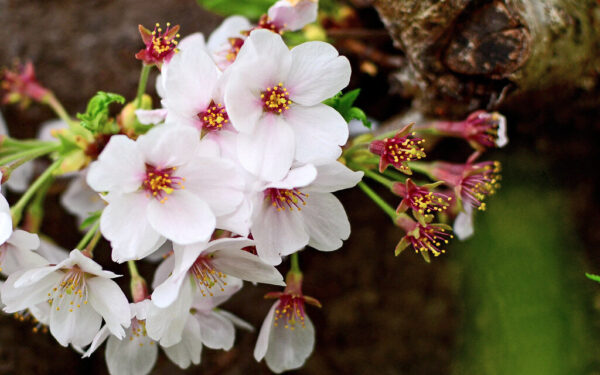 Vyšnių šakos lūš nuo uogų: pavasarinė gudrybė, kurią privalo žinoti kiekvienas