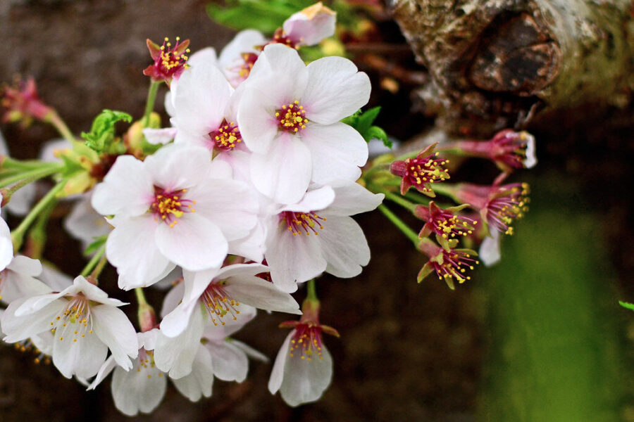 Vyšnių šakos lūš nuo uogų: pavasarinė gudrybė, kurią privalo žinoti kiekvienas