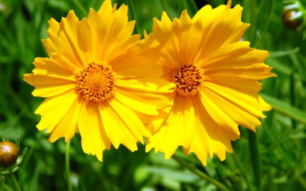 Gėlynas skęs spalvose visą sezoną: šios 5 gėlės nenuvysta net iki pat pirmųjų šalnų