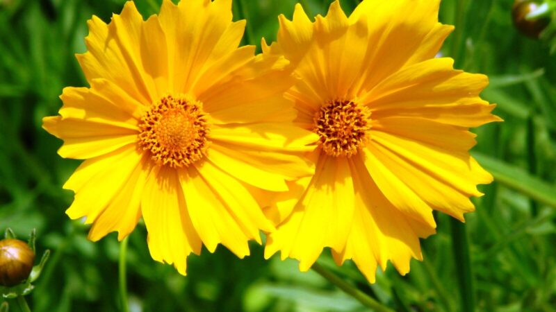 Gėlynas skęs spalvose visą sezoną: šios 5 gėlės nenuvysta net iki pat pirmųjų šalnų