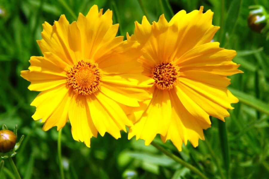 Gėlynas skęs spalvose visą sezoną: šios 5 gėlės nenuvysta net iki pat pirmųjų šalnų