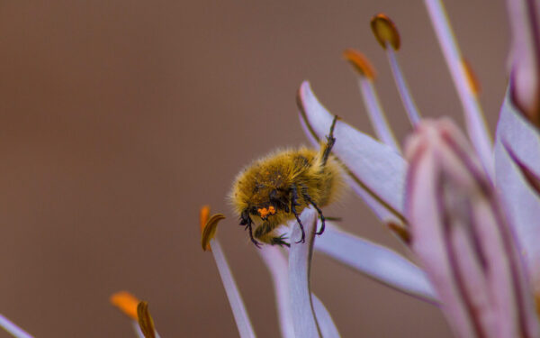 Šis blizgus vabalas pražudys jūsų derlių: viena klaida gali kainuoti visas slyvas ir obelis
