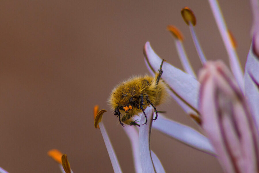 Šis blizgus vabalas pražudys jūsų derlių: viena klaida gali kainuoti visas slyvas ir obelis