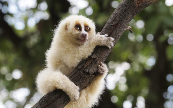 Bangladeše išgelbėtas šis retas pavojingas gyvūnas: jam gresia išnykimas