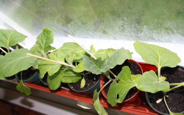 Baklažanai nederės, jei praleisite šį ženklą: kada daigai tikrai pasiruošę sodinimui?