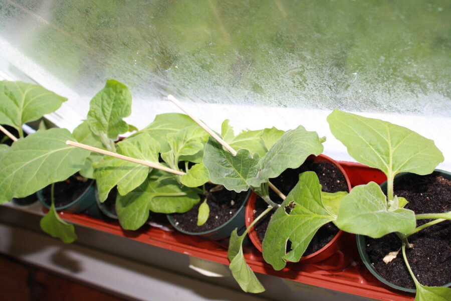 Baklažanai nederės, jei praleisite šį ženklą: kada daigai tikrai pasiruošę sodinimui?